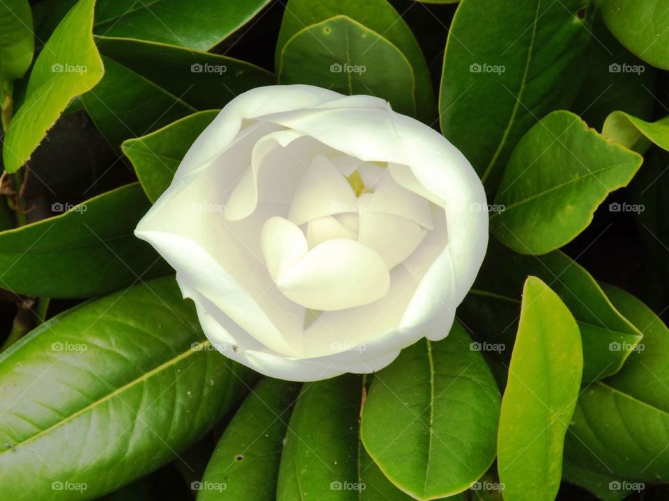 White camellia 