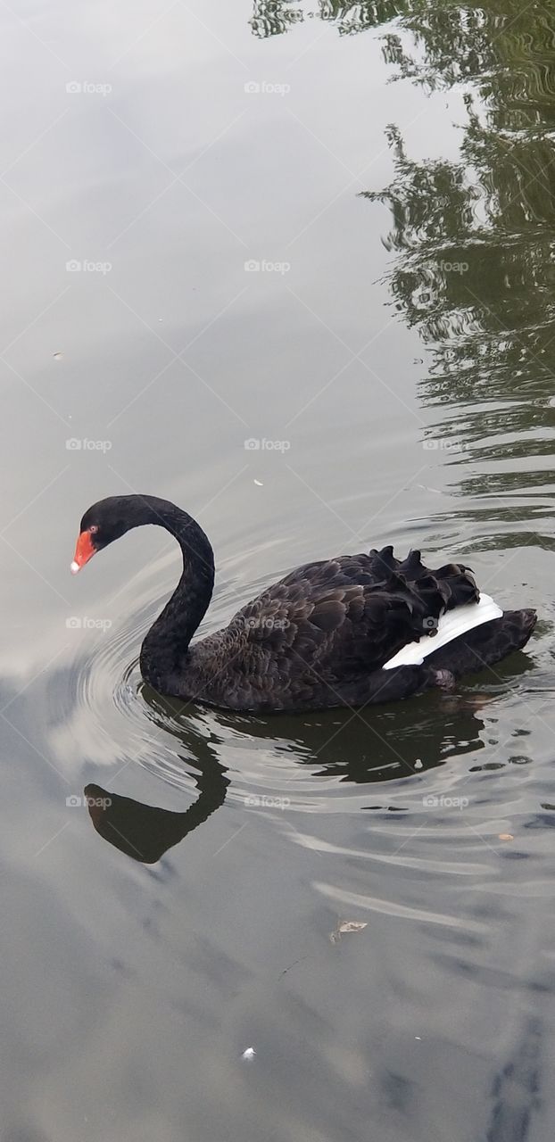 black swan