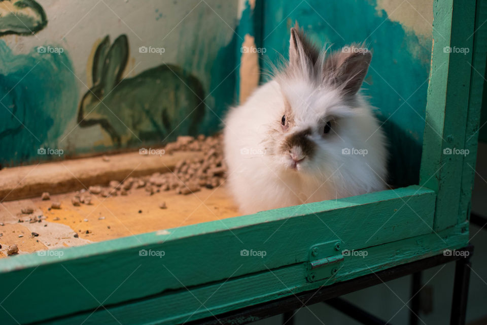 White Rabbit with a cool fur from a zoo