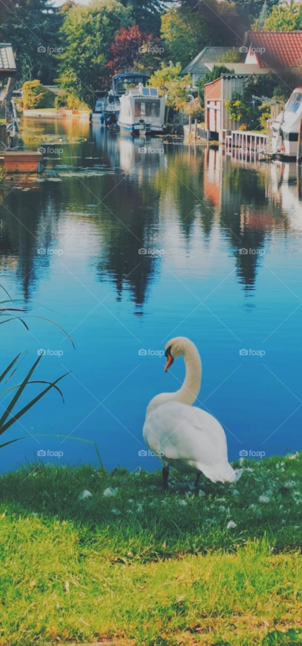 A beautiful swan looking into the magnificent blue water.