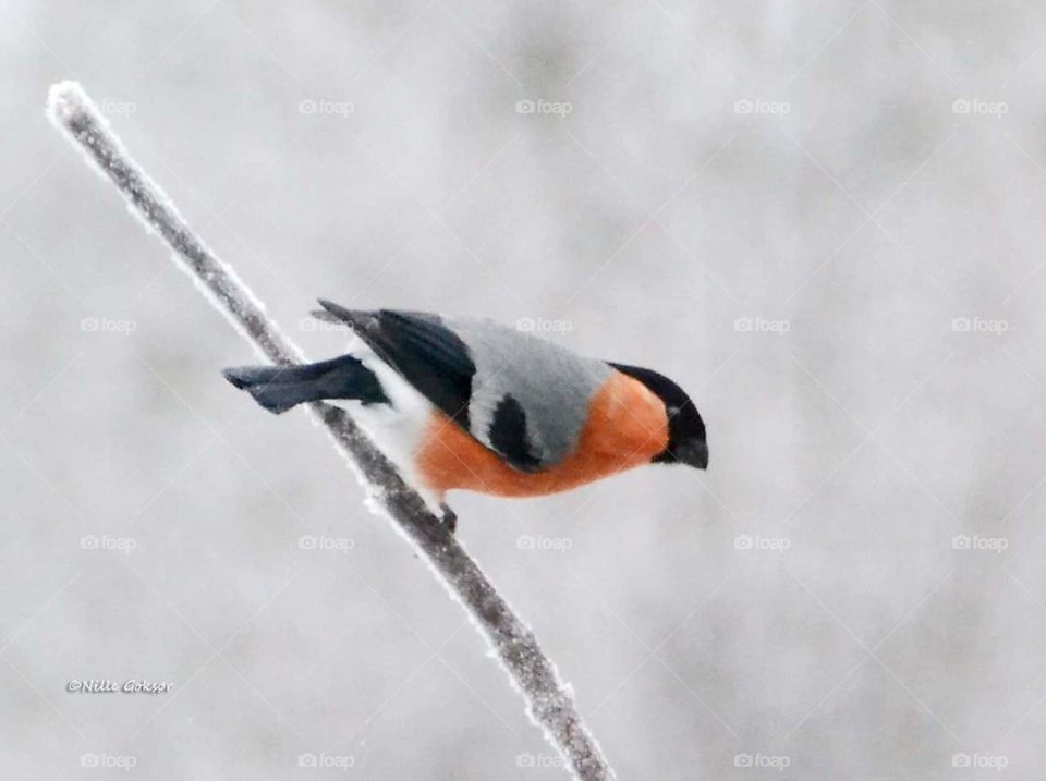 A bullfinch on a frozen branch