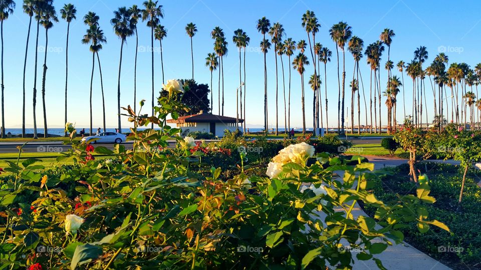 Santa Barbara Beauty