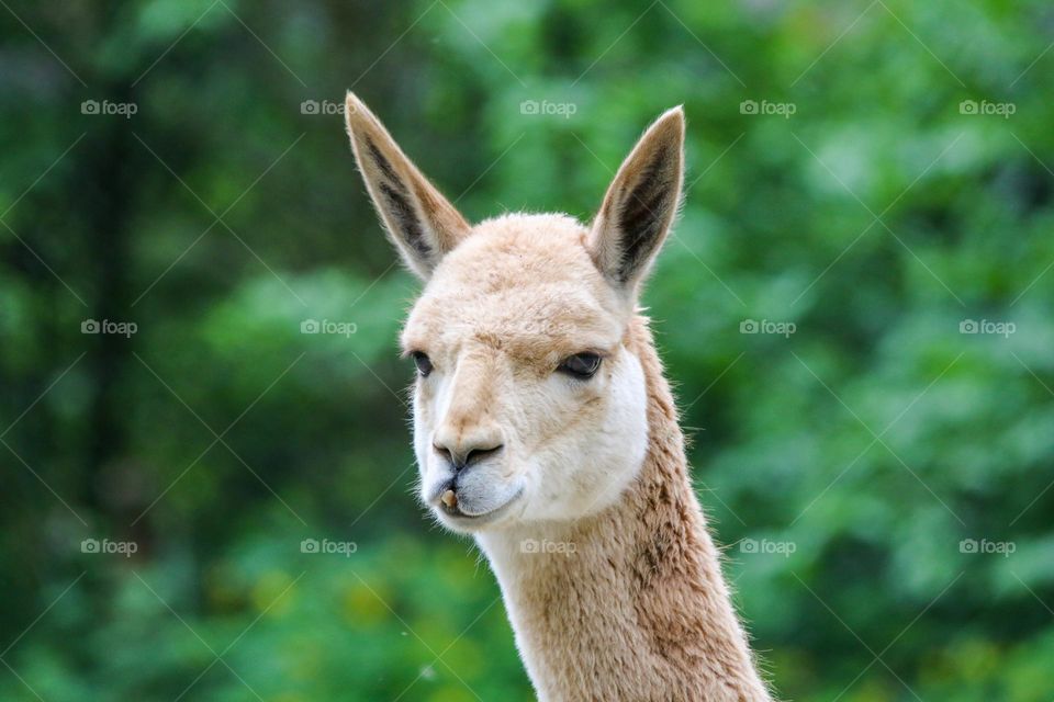 Lama close up portrait