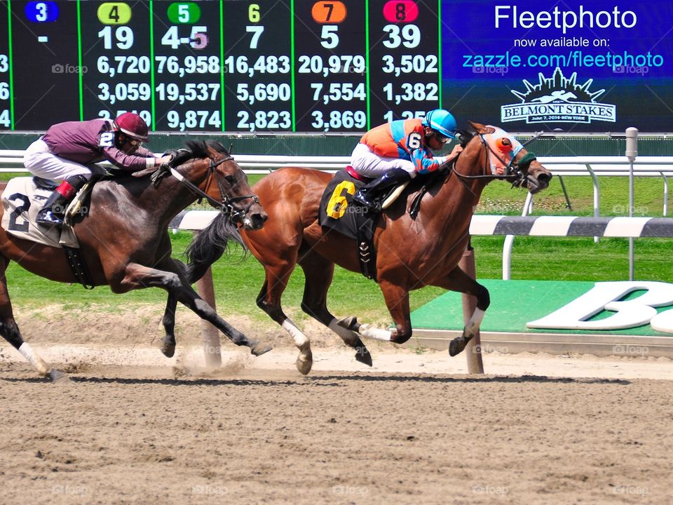Horse Racing from Belmont Park. Racing from Belmont Park as the horses near the finish line. Jockey Manuel Franco winning a race. 
Zazzle.com/Fleetphoto