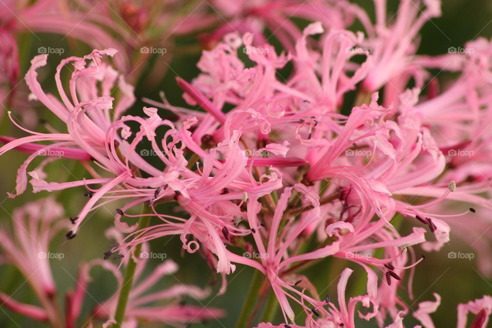 Close up of Pink flowers