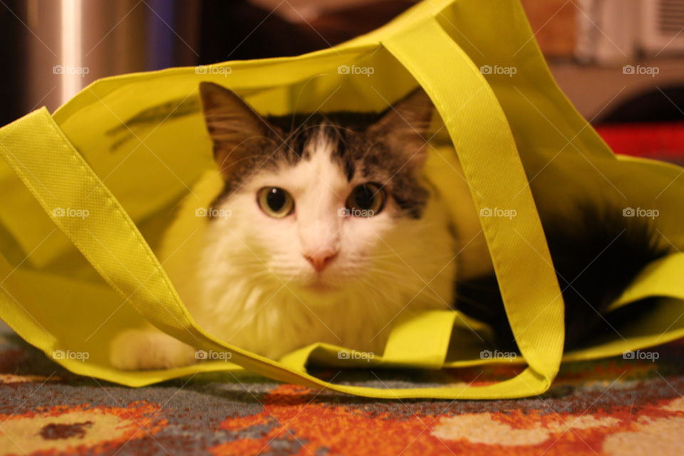 cat in bag1