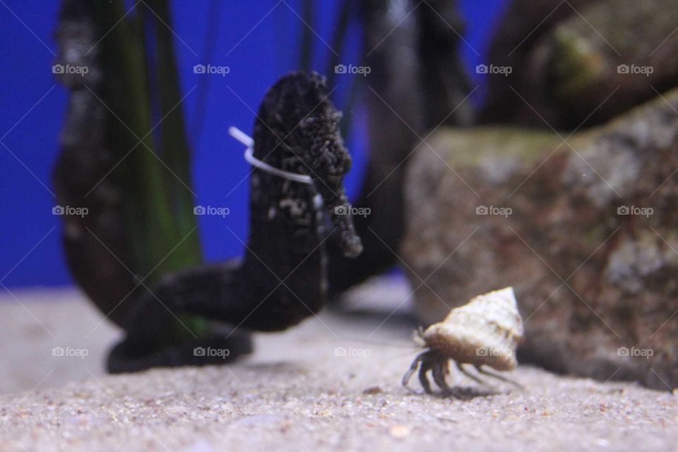 Seahorse and hermit crab