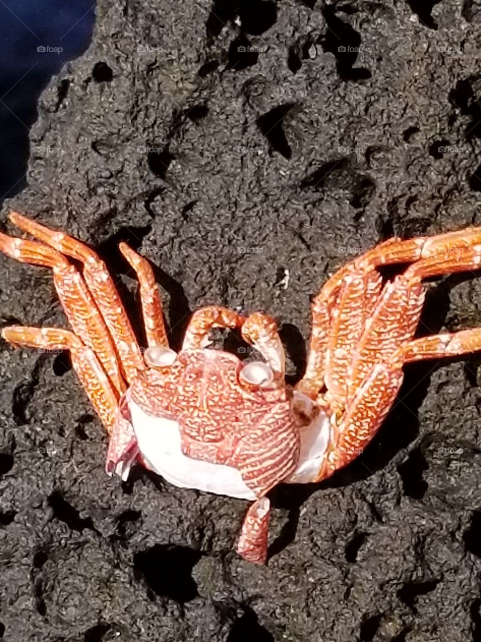 red crab,big island