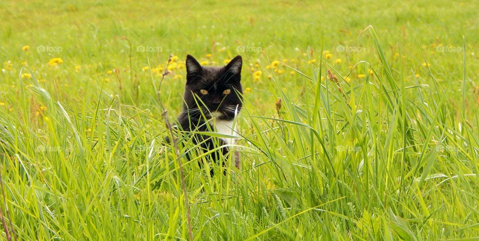 Black cat in green grass