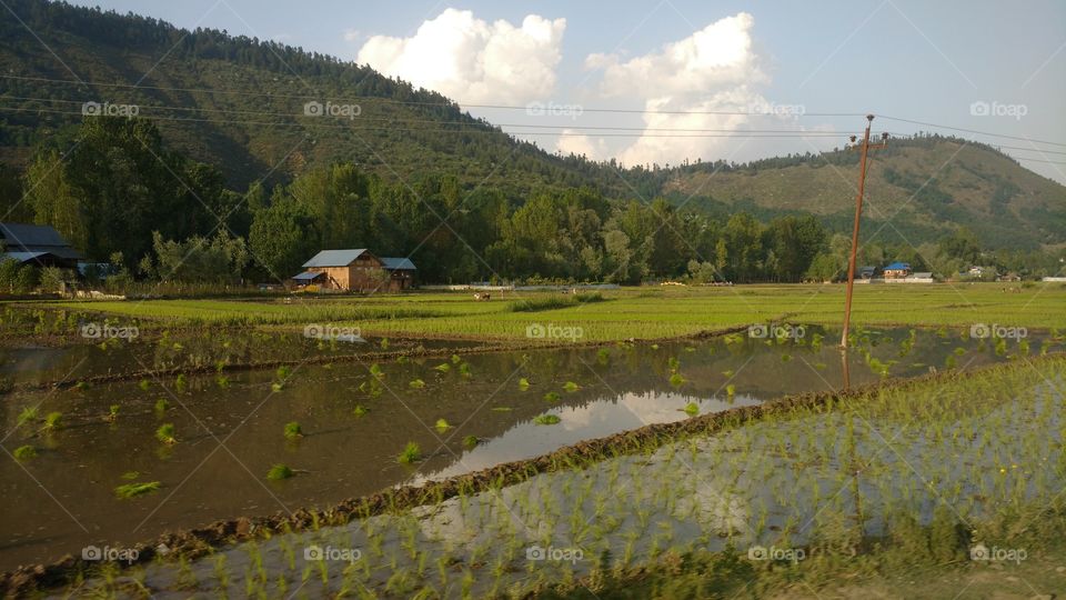 Landscape, Agriculture, No Person, Cropland, Farm