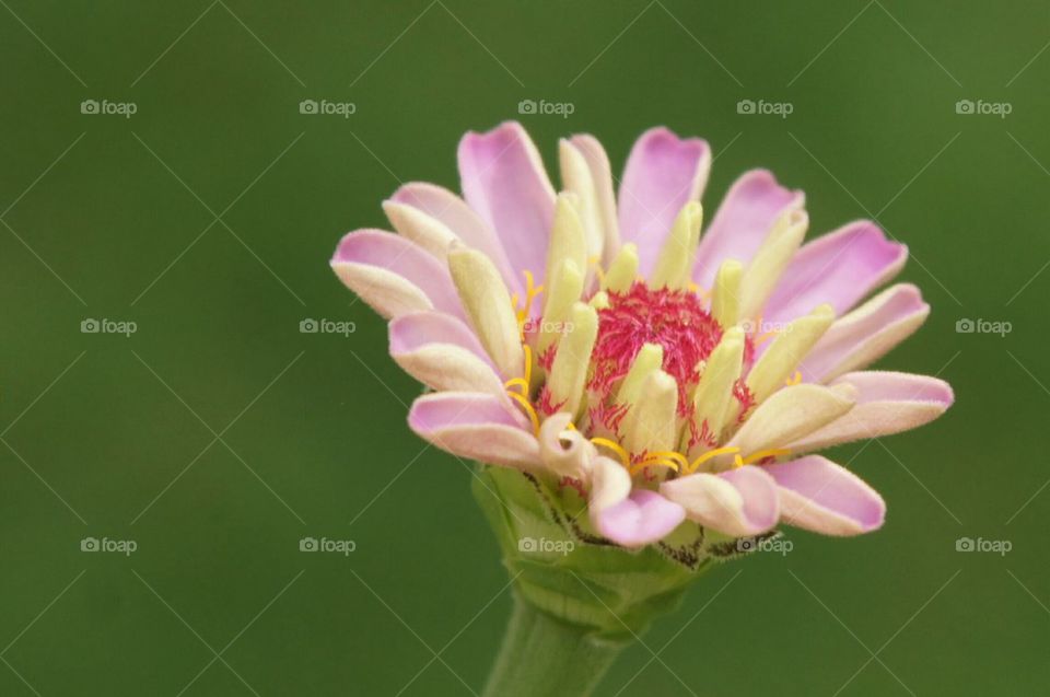 Unique flower in bloom