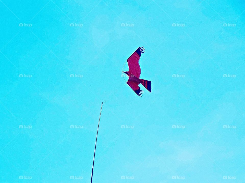 A Red Kite