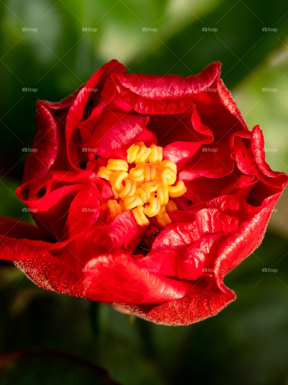 Closeup of Hibiscus Flower