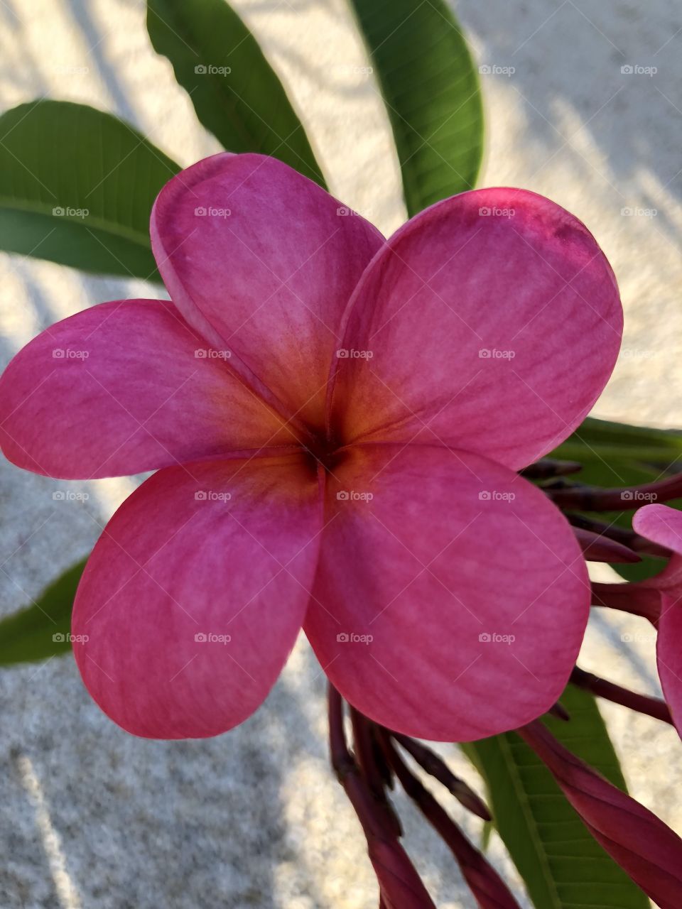 Frangipani