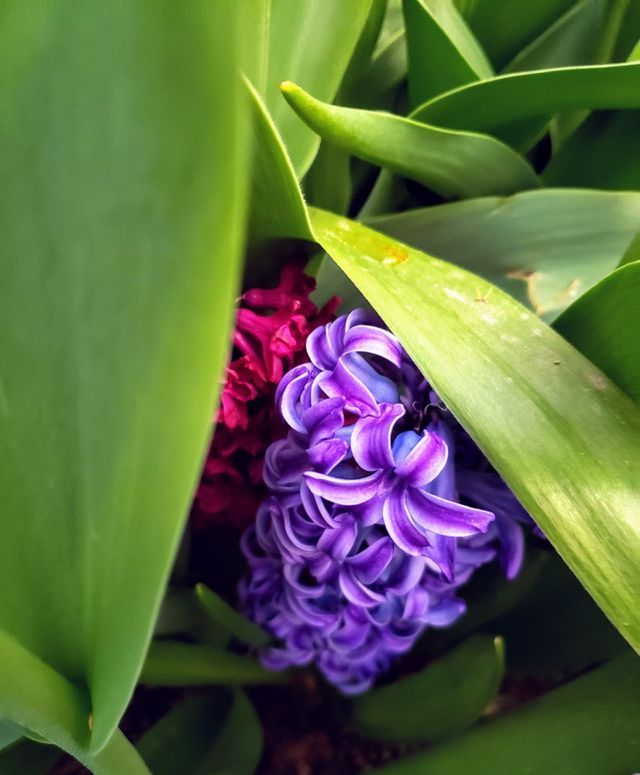 close up flower