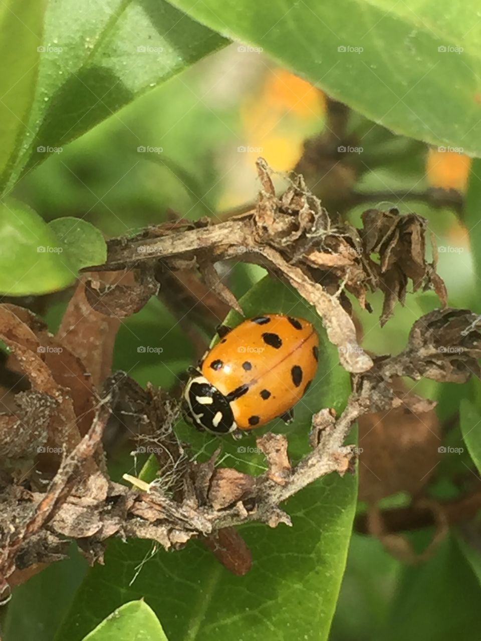 Macro ladybug 