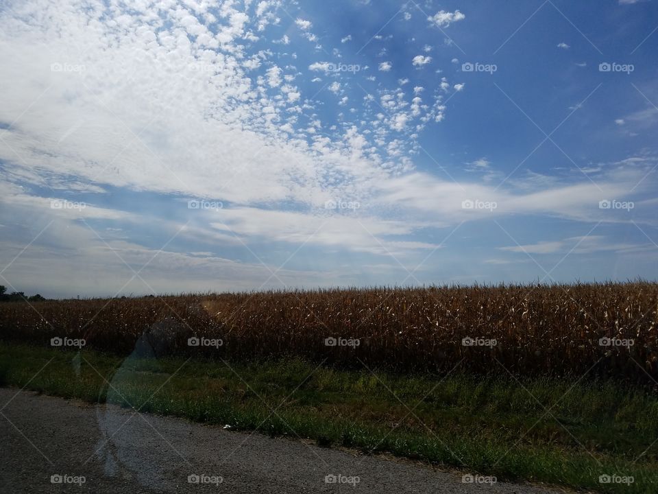 Illinois fall corn field blue sky, clouds road