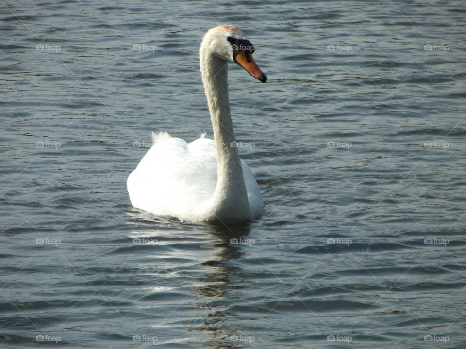 Approaching Swan