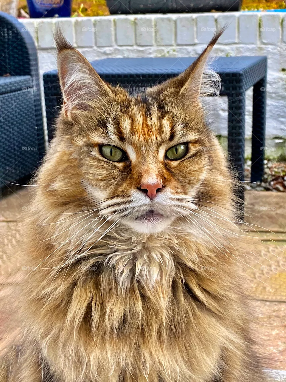 Maine Coon cat. Larger of all domestic cats.