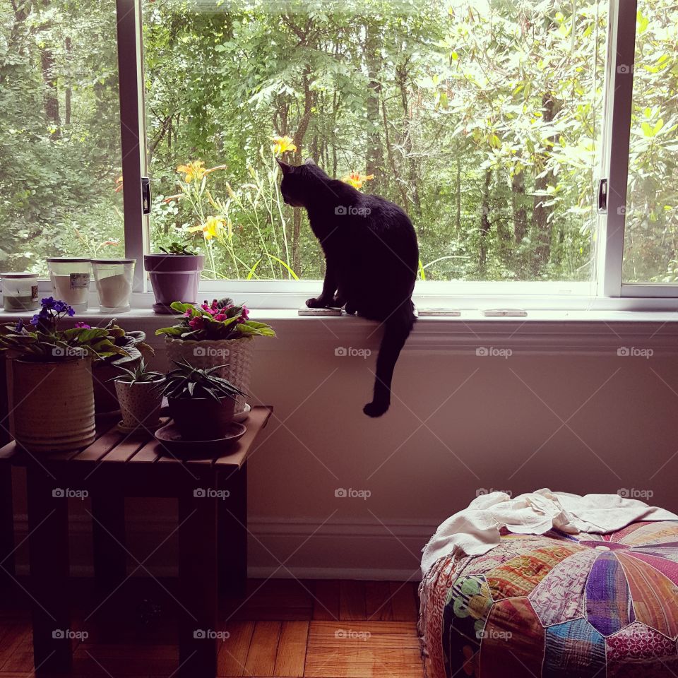 kitty looking out window. kitty looking out to the woods