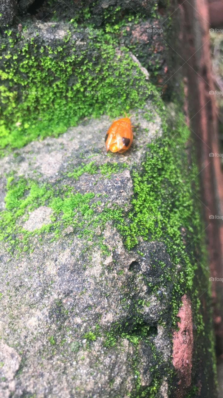 Different types of insects found in India.some are very beautiful and different and have different types 