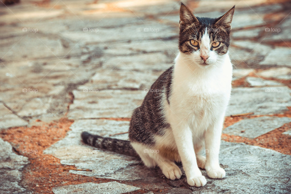 Cute, Cat, Eye, Fur, Animal