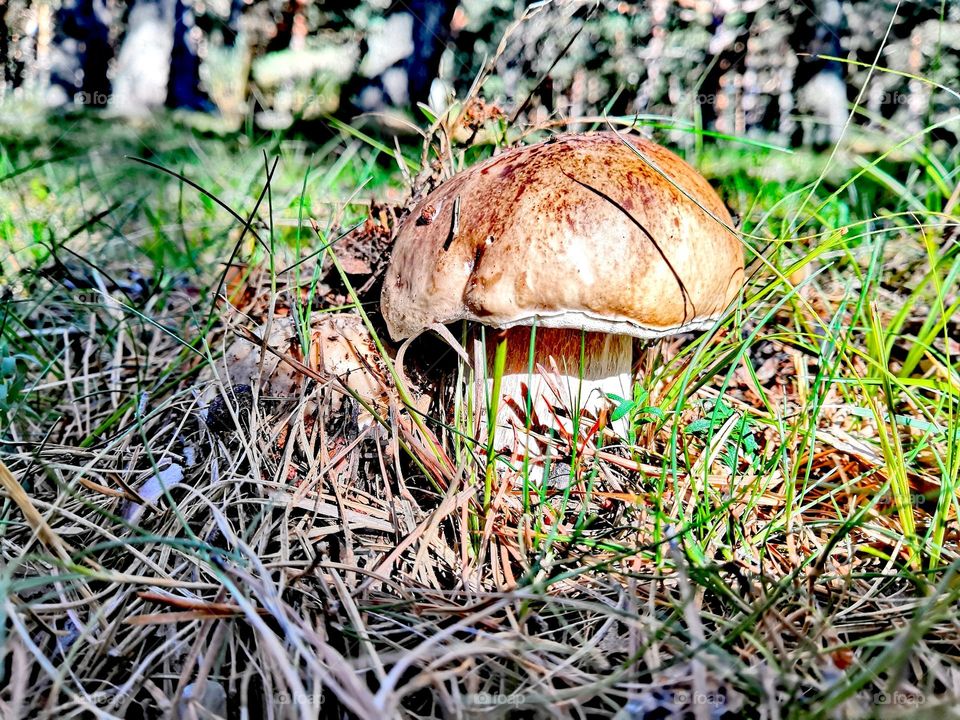 Boletus edulis hongo segovia