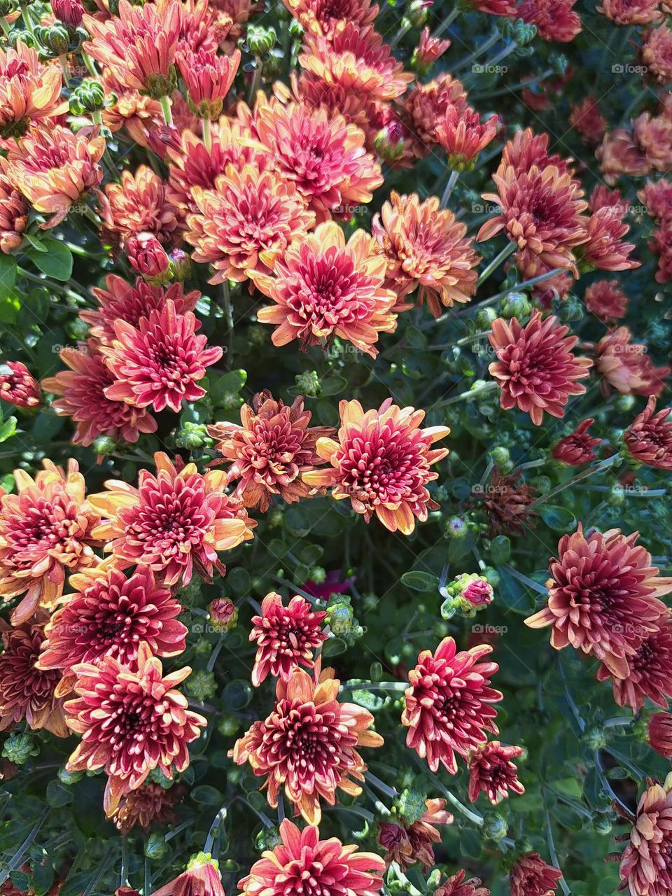 Colorful Autumn Rhythms