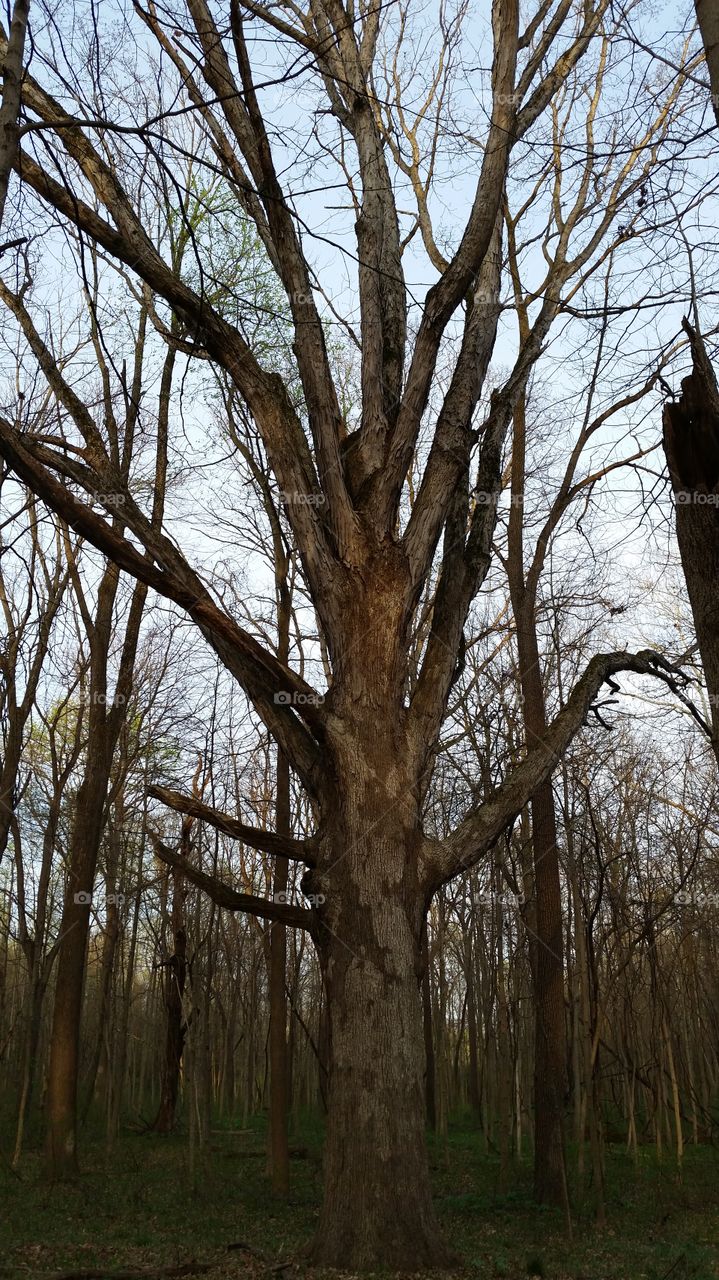 old tree with spreading branches