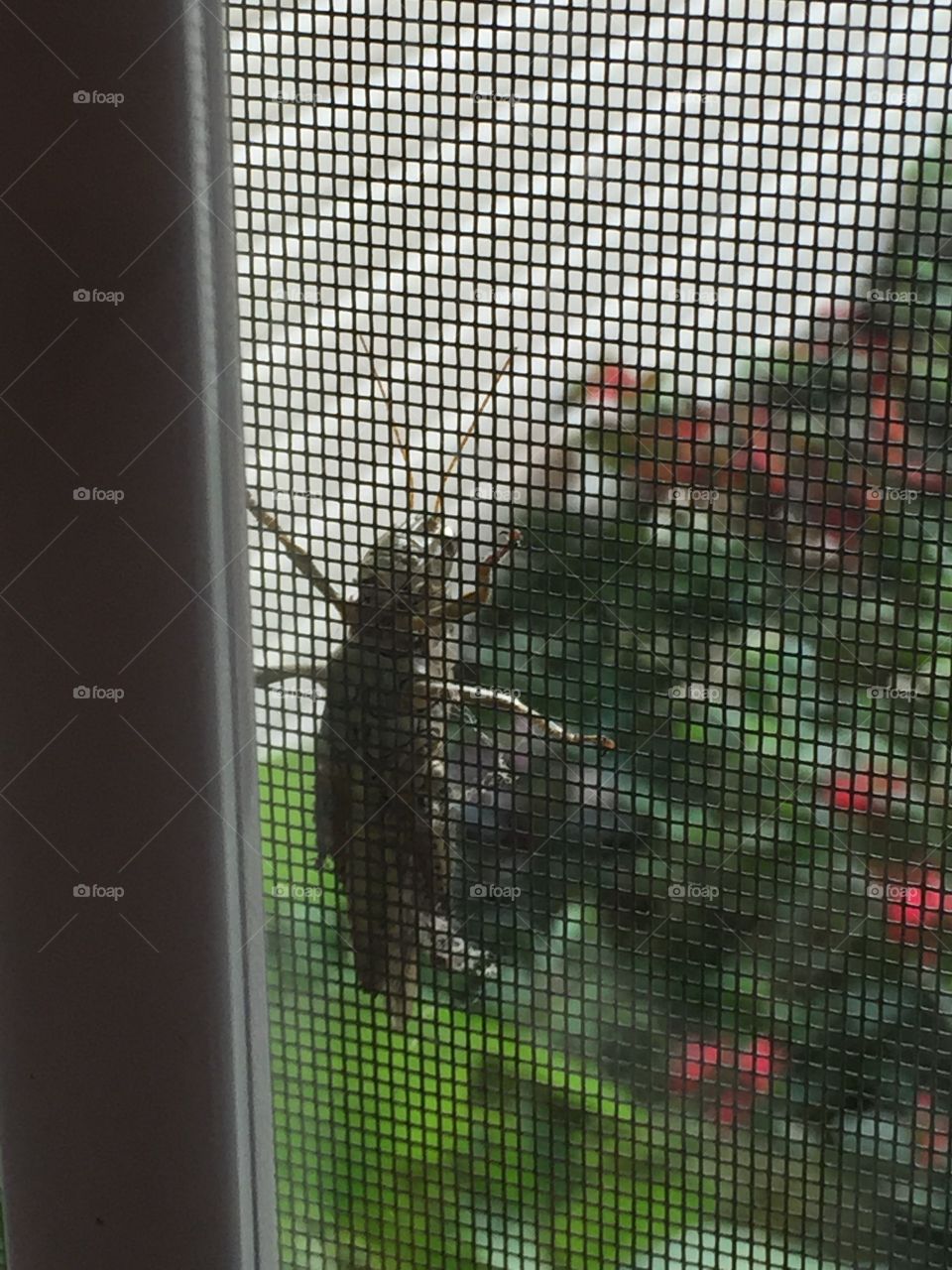 Grasshopper on the Screen Door. My granddaughter calls them grass poppers