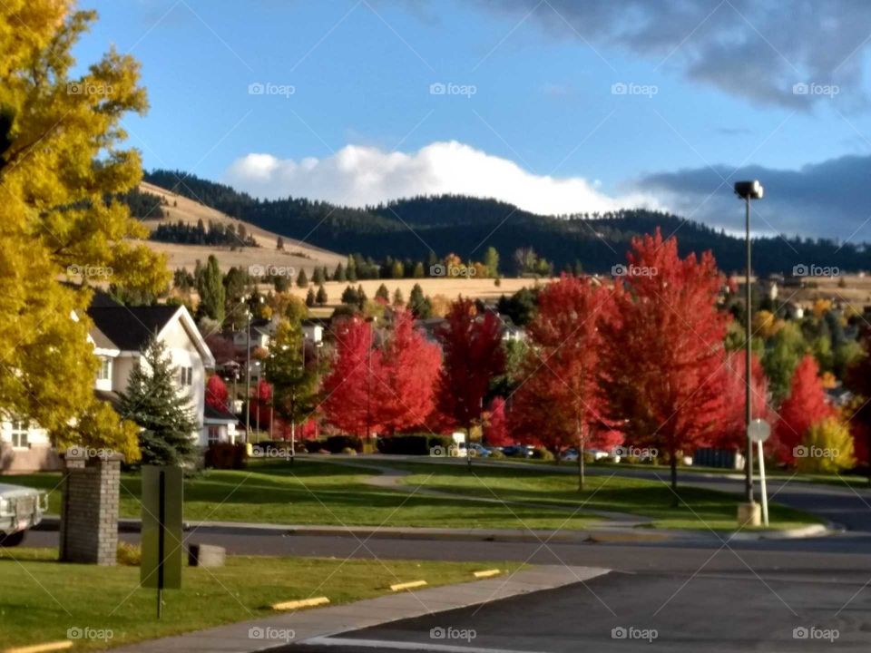 Vibrant fall coloured trees against a backdrop of cloud topped hills draped in sunshine.