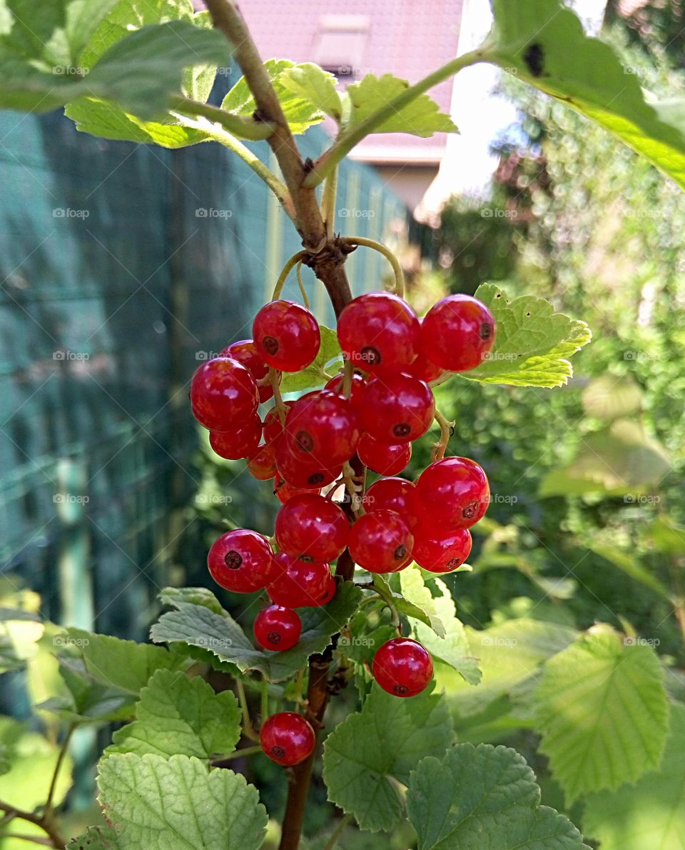 Currant in the garden