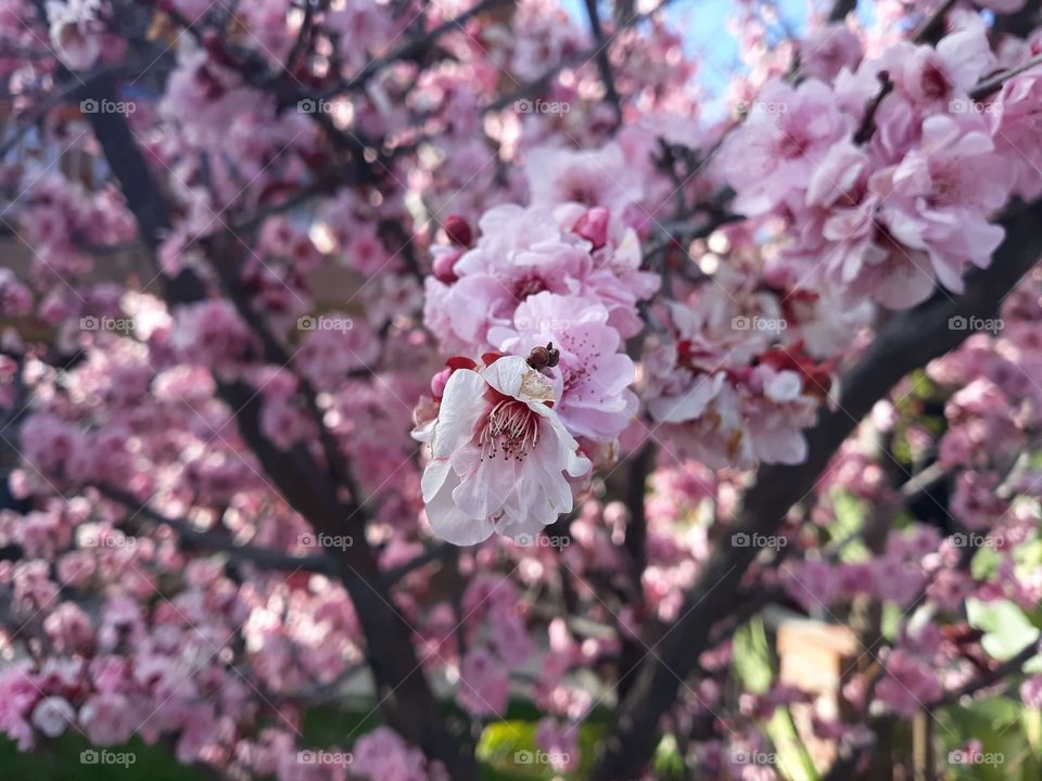 Cherry Blossoms