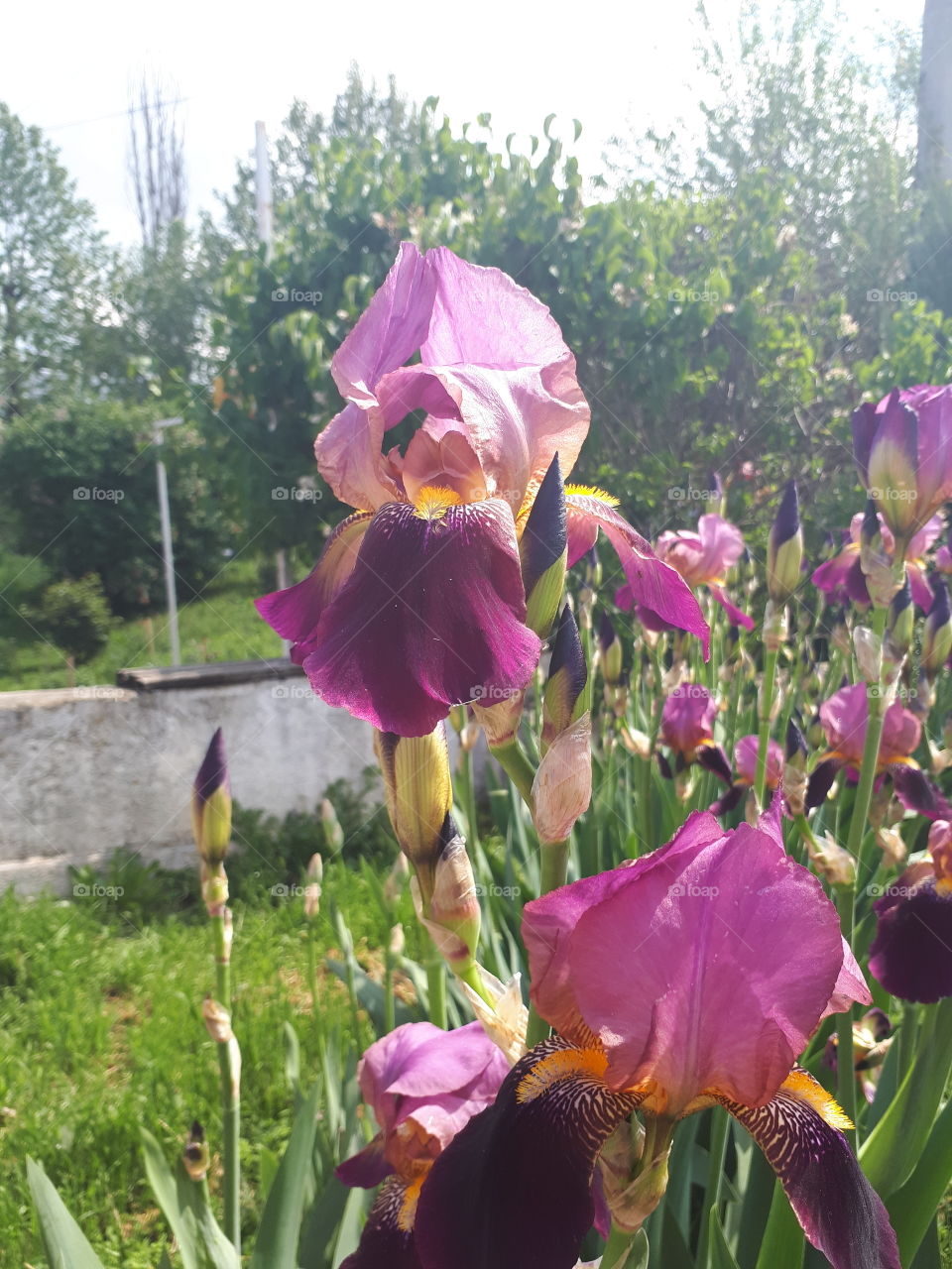 Big lilac flowers. Summer flowers