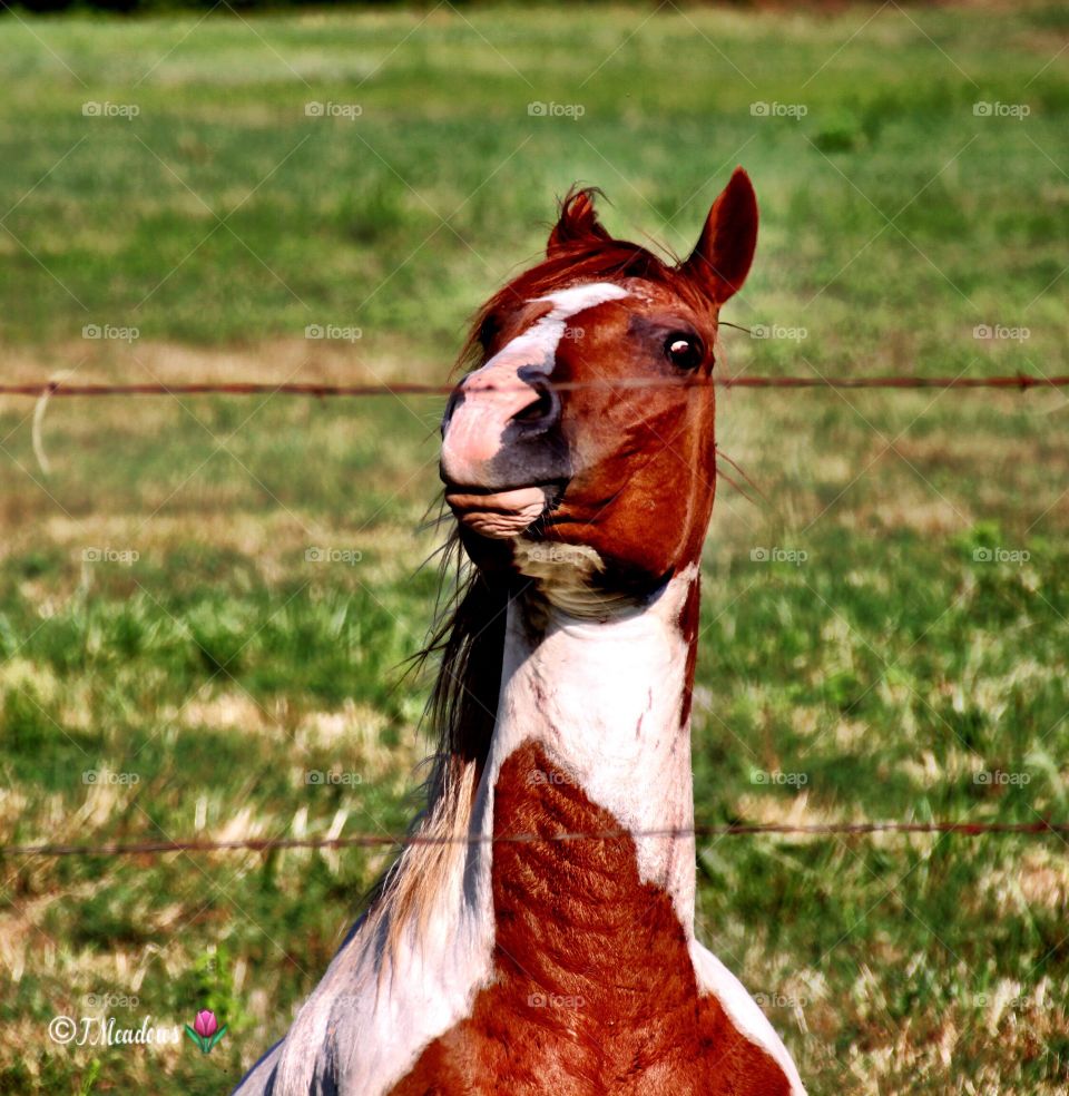 Funny-faced Horse