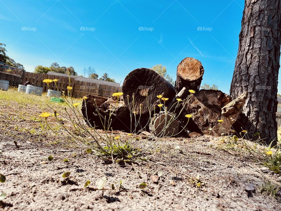 Spring showers bring may flowers. Dandelions growing in Sandy area in front of pile of wood. 