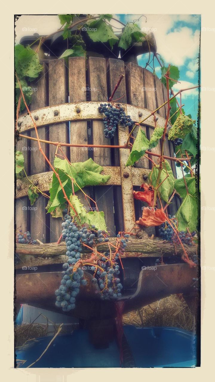 scene from the Italian wine festival, the celebration of the wine harvest