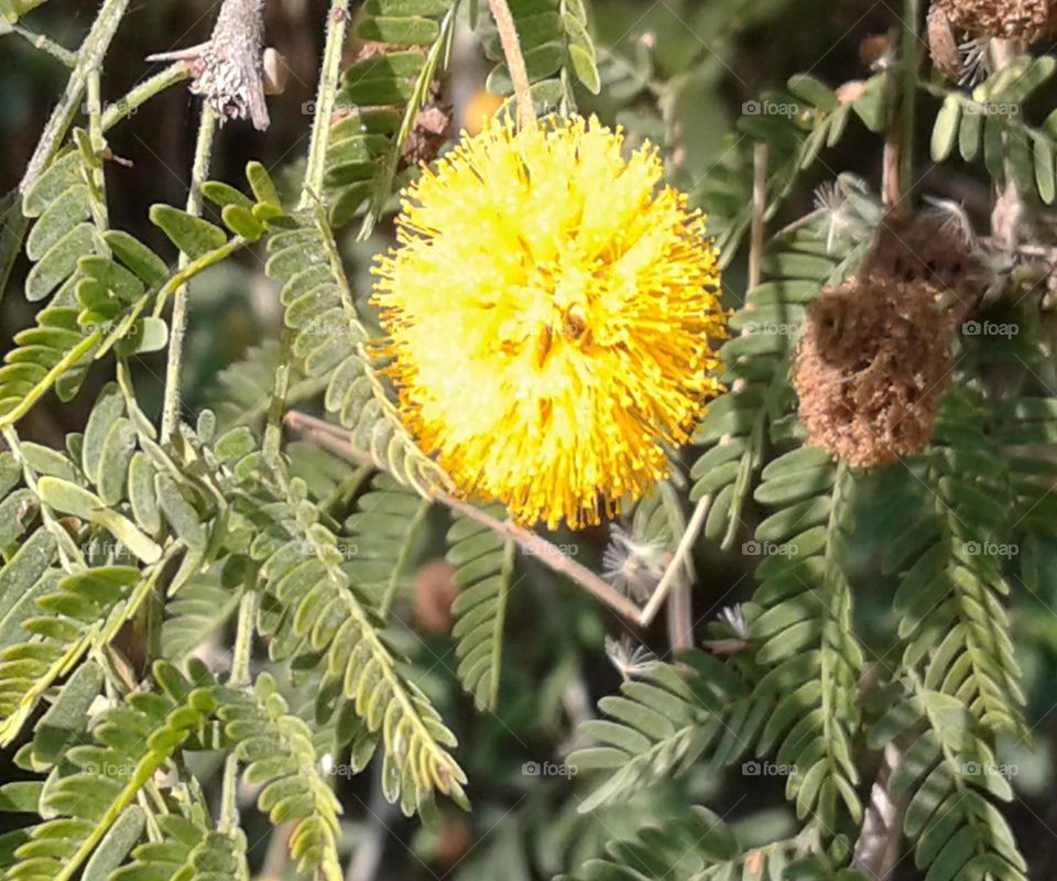 toruwa kadam flower