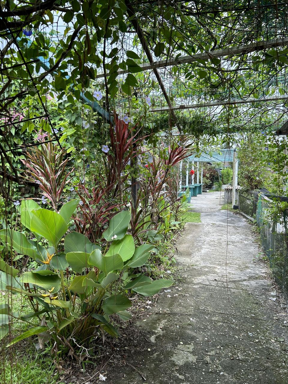 tropical plants garden 