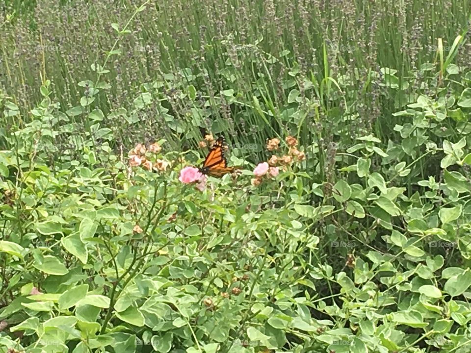 An orange butterfly on a pink flower.