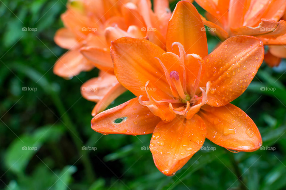 Water droplet on orange flower
