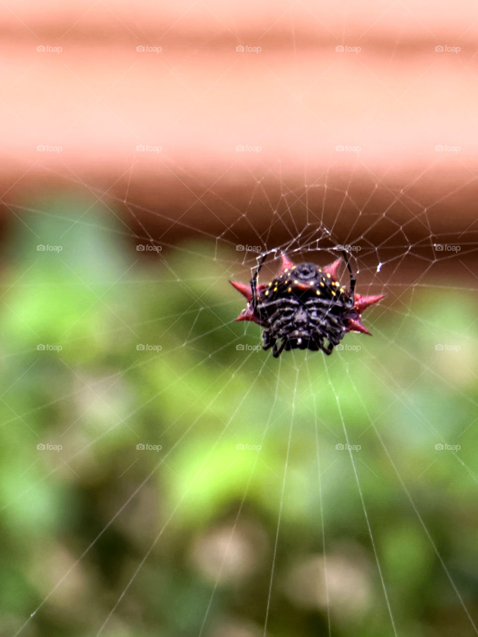 Spiny Orb Weaver spider on web. Spiny Orb Weaver spider on web