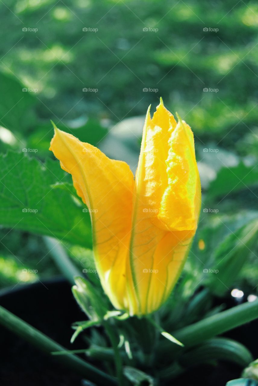 Squash plant with flower