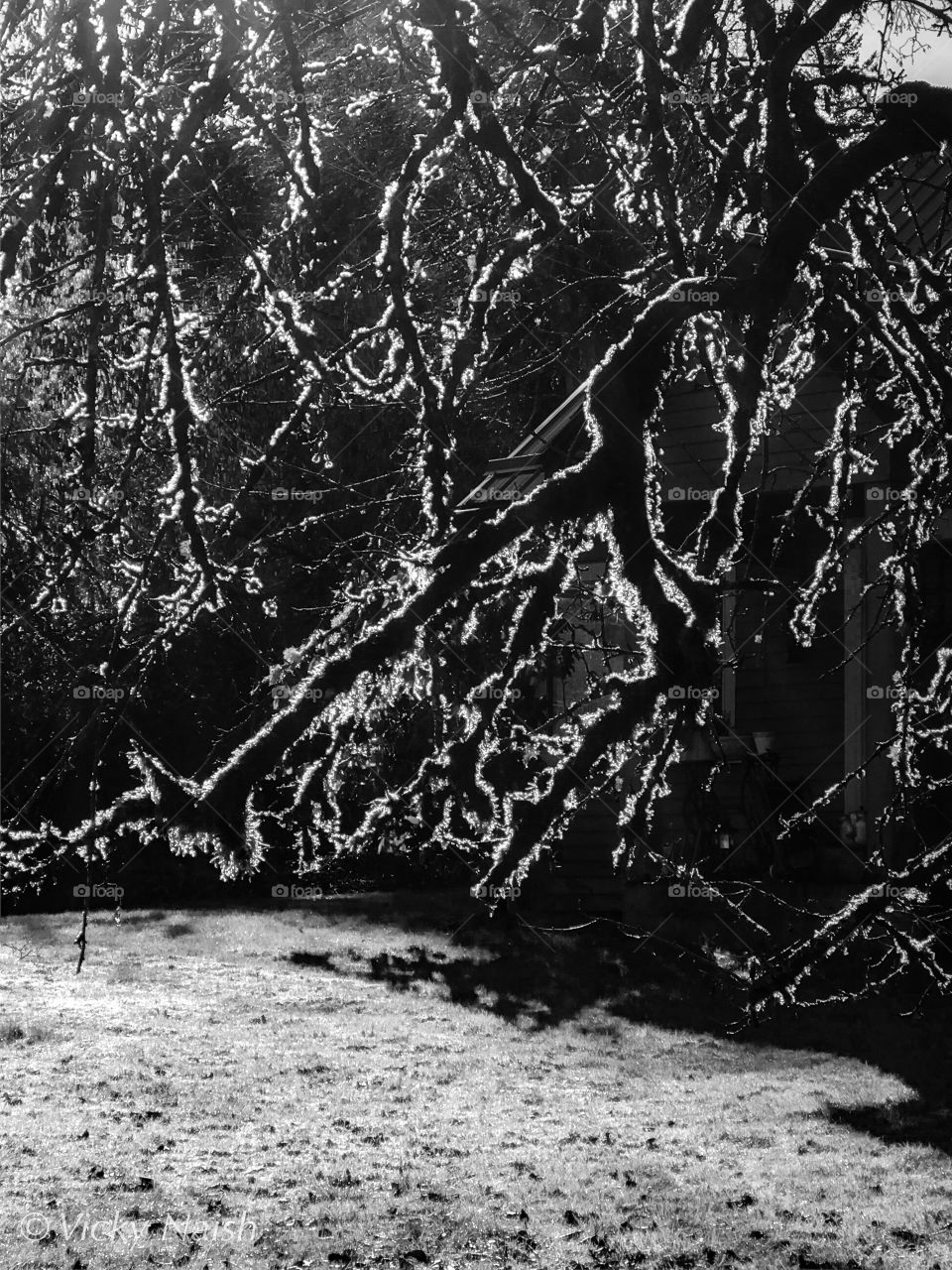 Infrared shot of an old scraggy tree, almost black, heavily covered in bright green moss & light green, airy sphagnum moss. Shot towards the sun to accentuate the texture of the mosses & the form of the branches. Infrared also highlights the grass. 