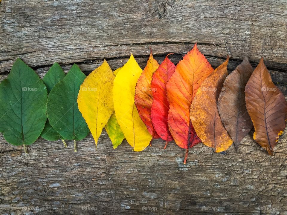 Close-up of autumn leafs