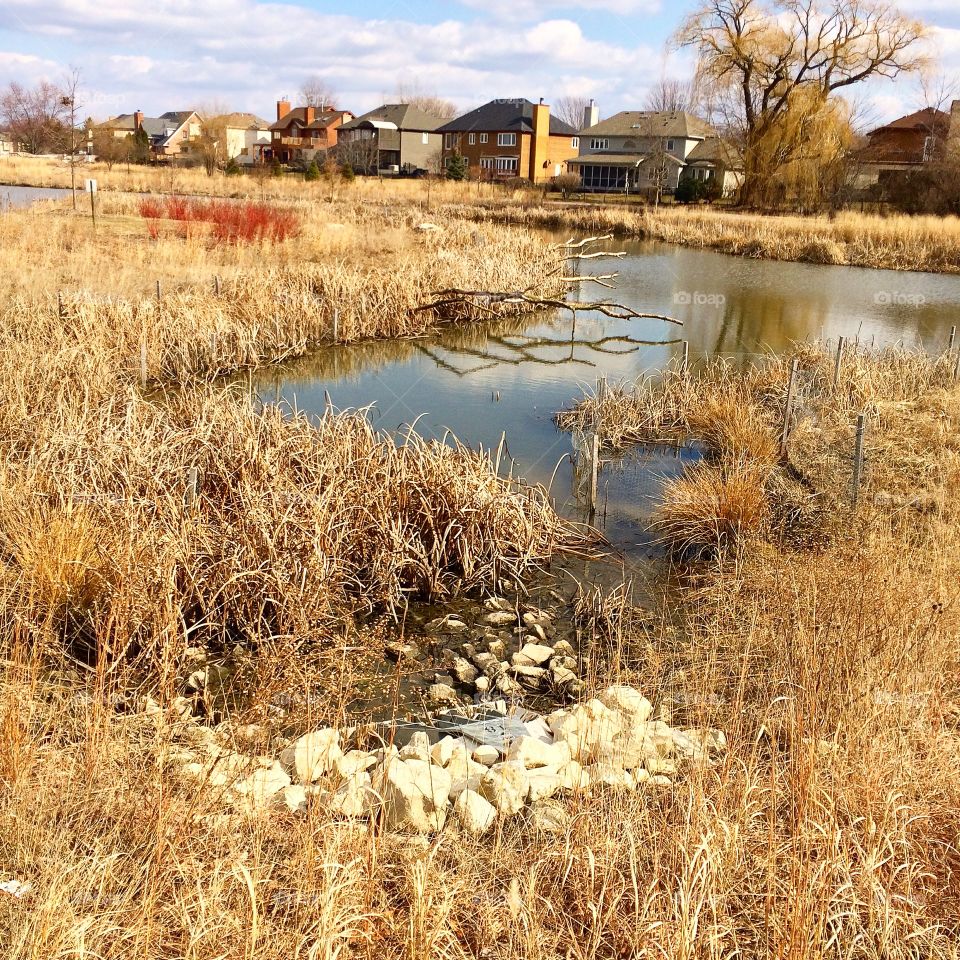 This is a marshy area surrounded by a prairie along a walking trail in Naperville, Illinois. Great place to get exercise because it is rustic, scenic & is home to wildlife & waterfowl. 