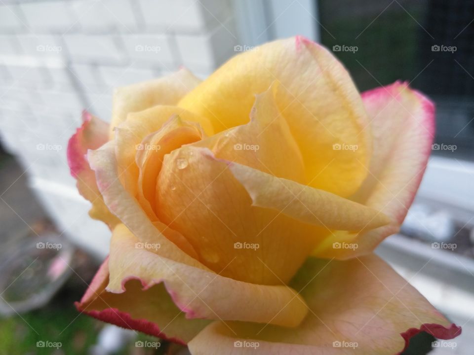 Beautiful rose with dew on it captured early new years morning 2019