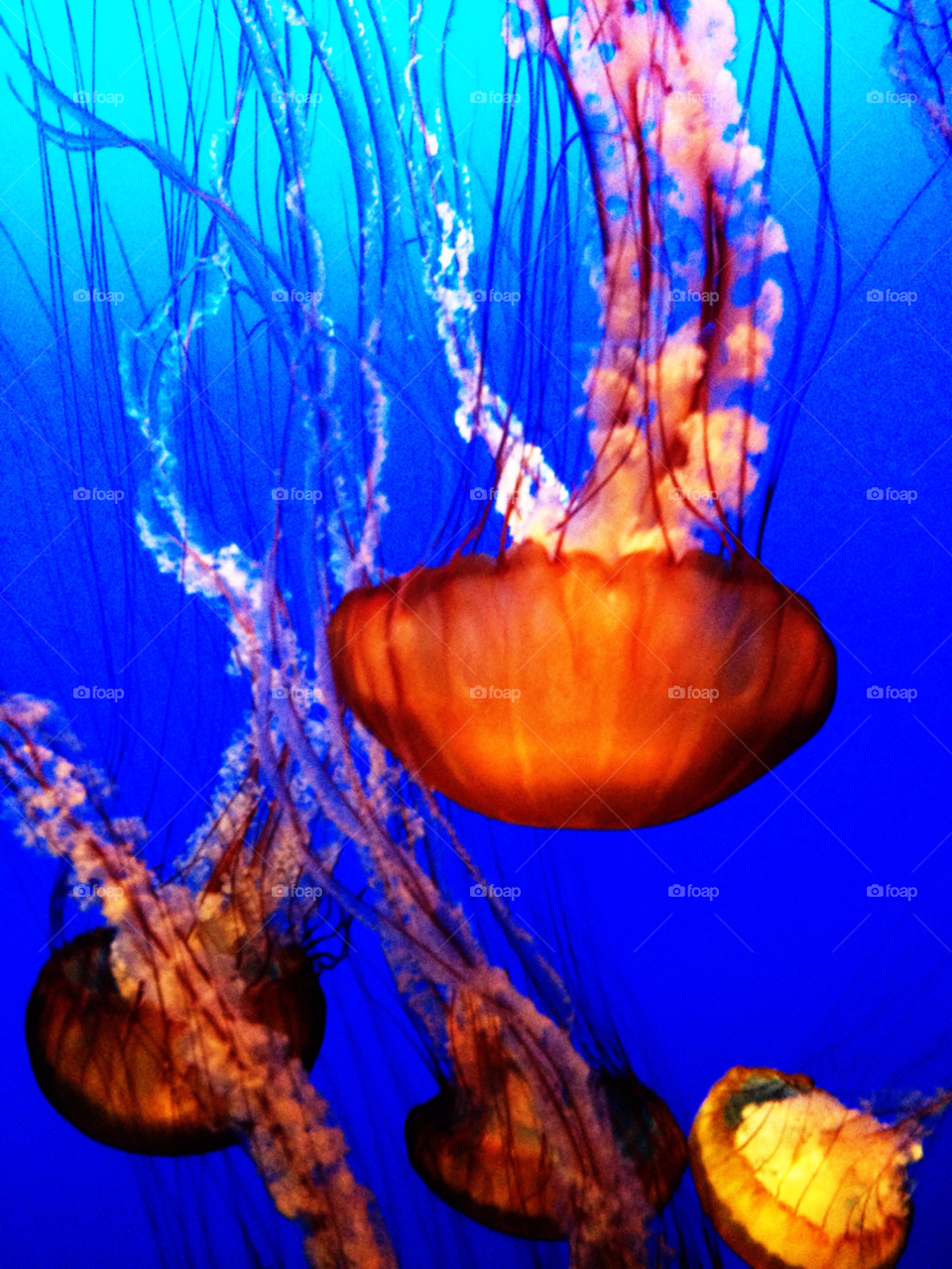 aquarium jellyfish jellies jelly fish by threeboydad