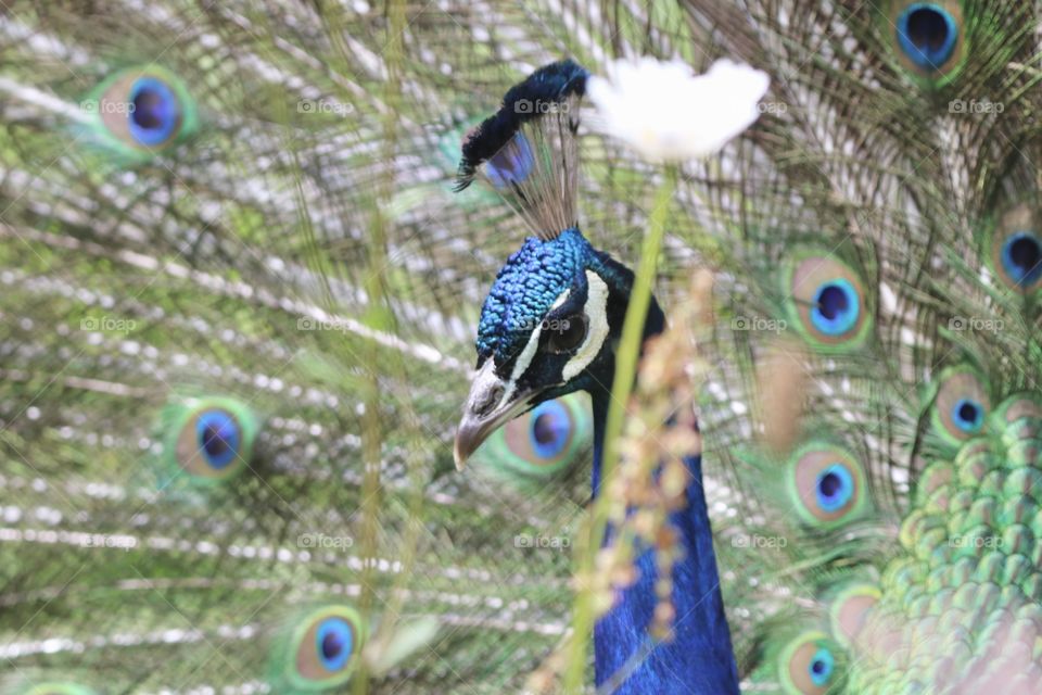 peacock