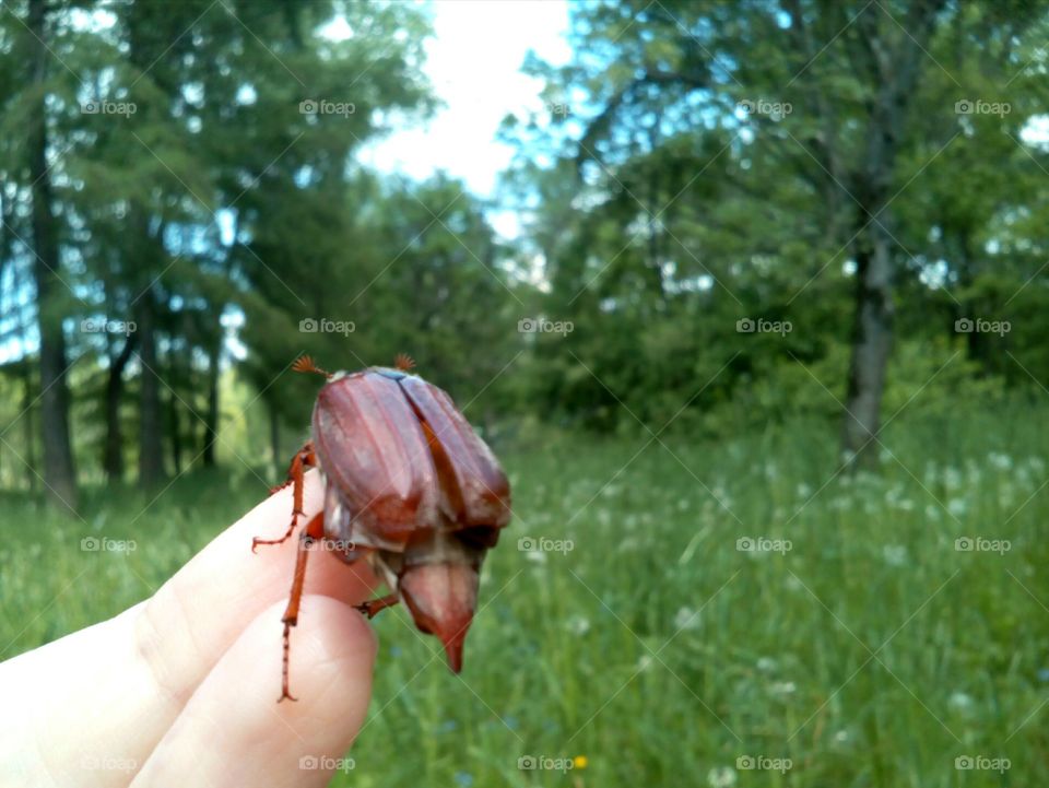 Nature, Outdoors, Summer, Environment, Grass